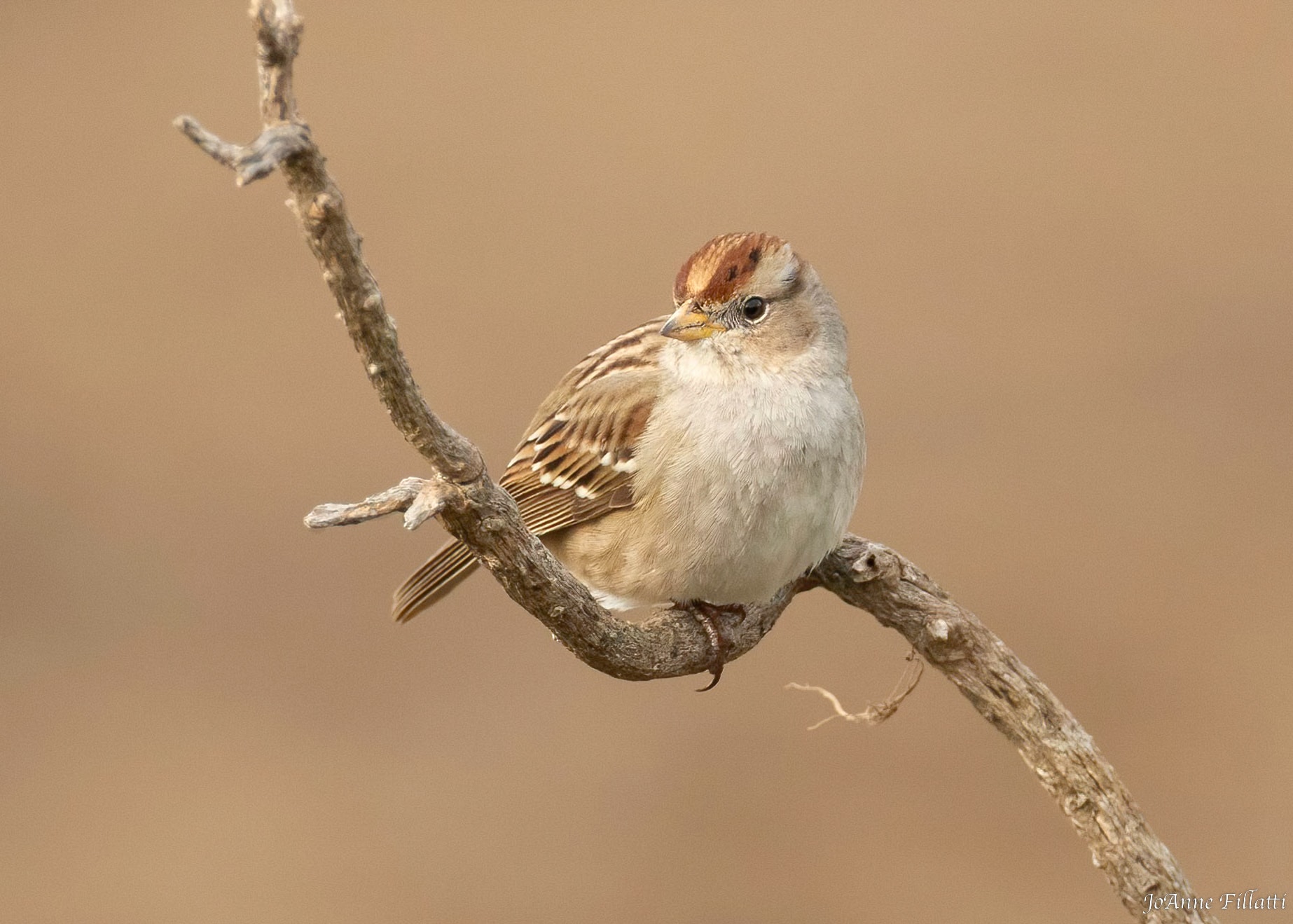 bird of California image 16